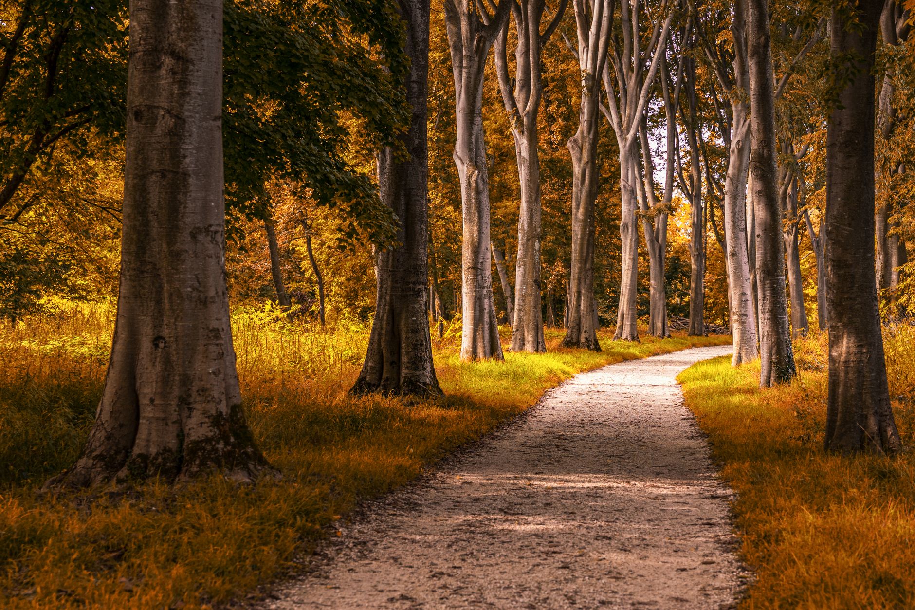 You finished a Mindful Self-Compassion course. Now what?